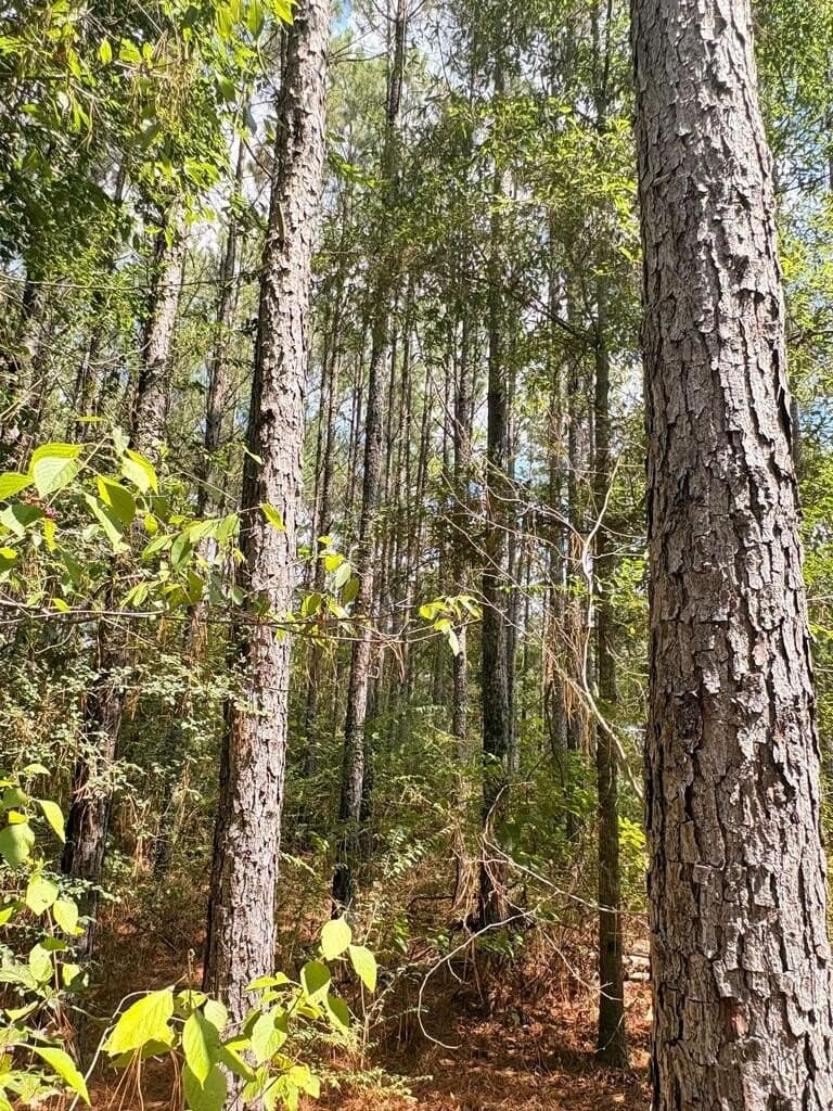 12 acres in Texas County - photo 3