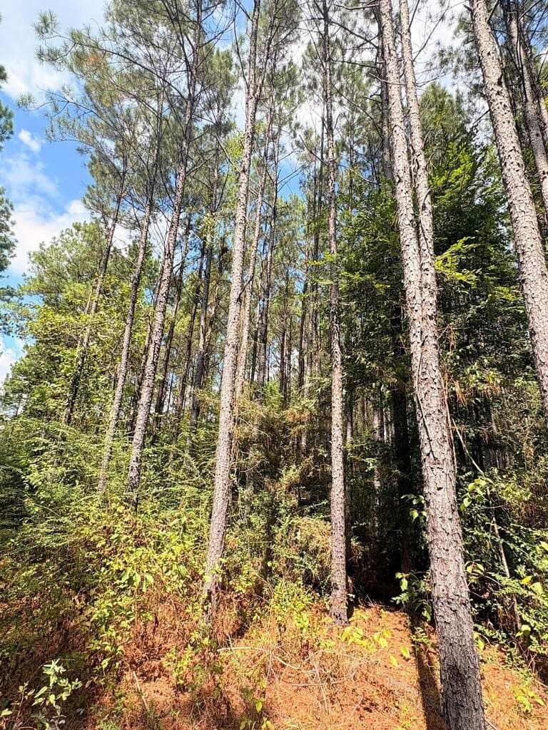 12 acres in Texas County - photo 2