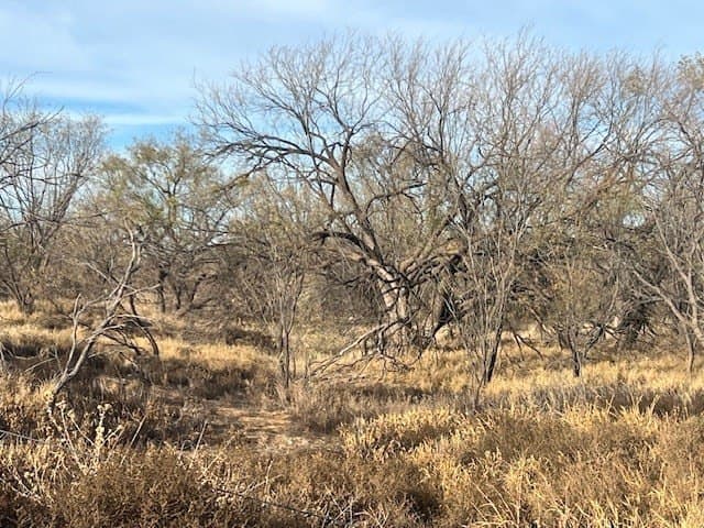 53.6 acres in Scurry County gallery image 3