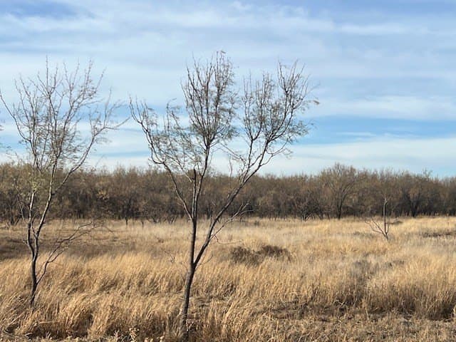 53.6 acres in Scurry County gallery image 2