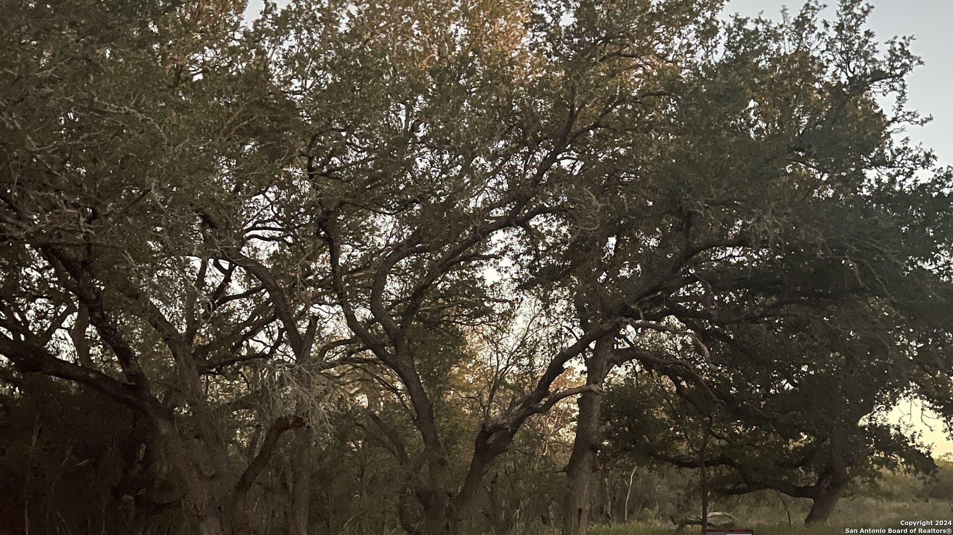 10.5 acres in Bexar County - photo 7