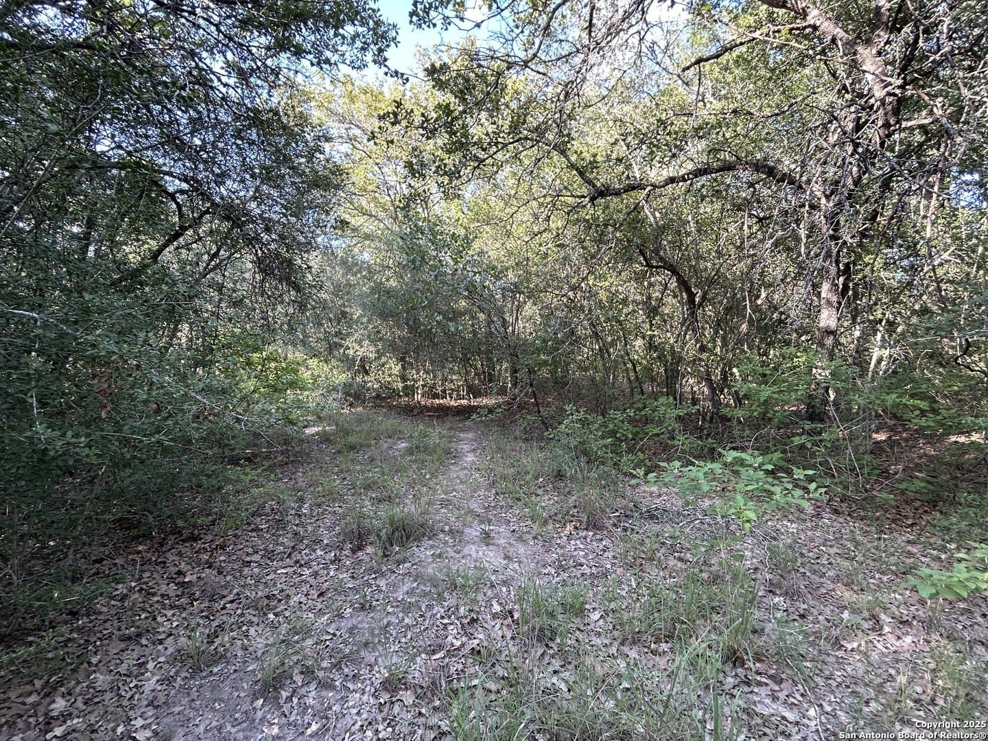 5.99 acres in Wilson County gallery image 2