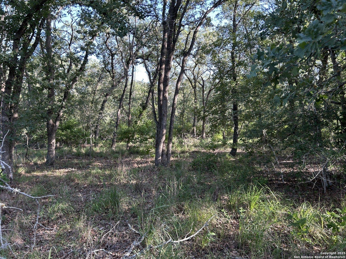 5.99 acres in Wilson County gallery image 3
