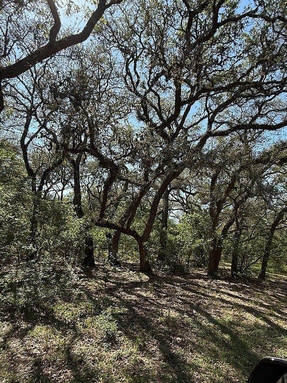 113 acres in Colorado County - photo 10