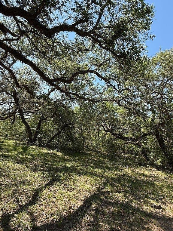 113 acres in Colorado County - photo 13