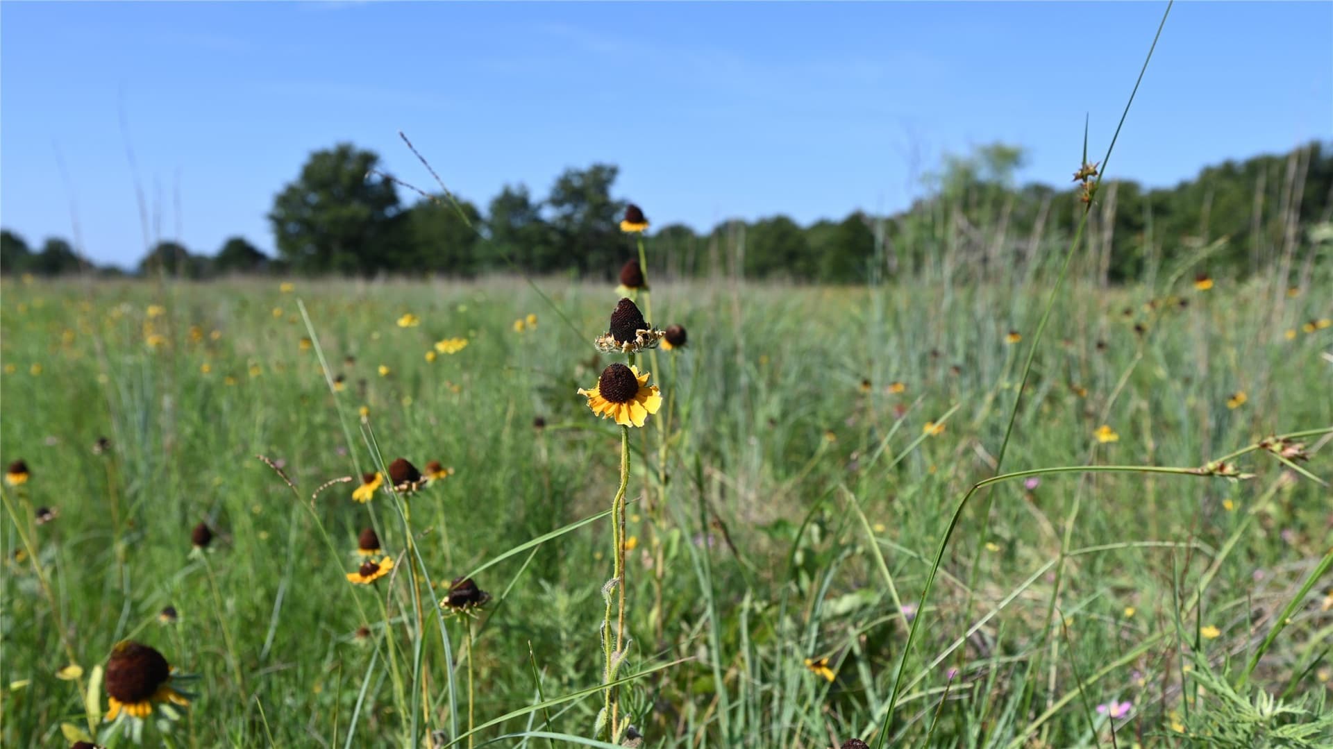 5 acres in Montague County - photo 18