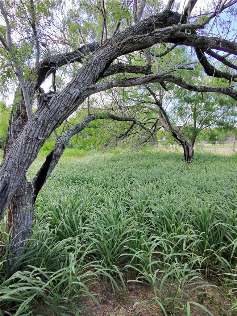 4.55 acres in San Patricio County - photo 8