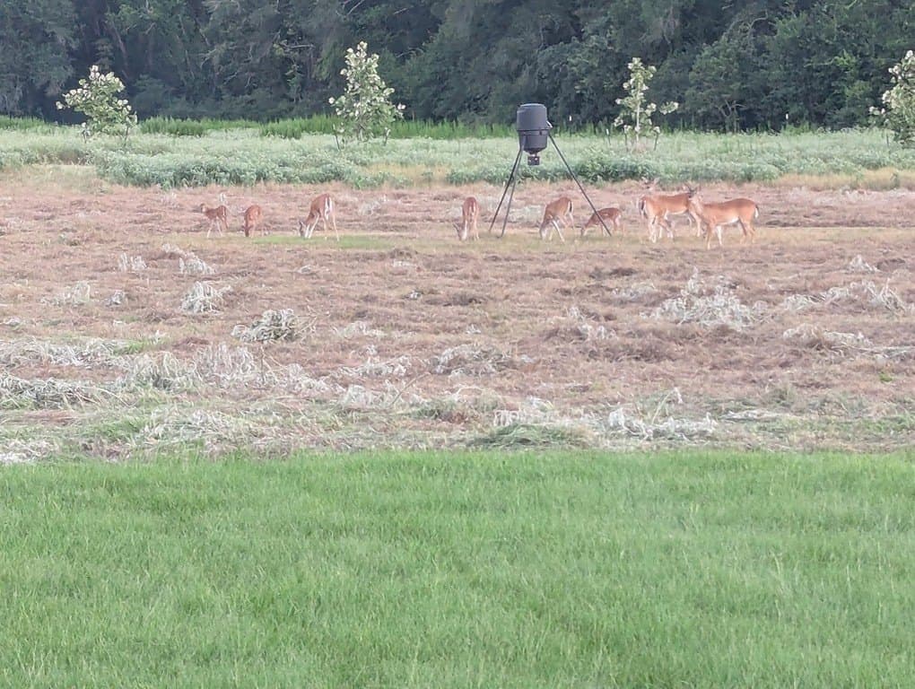 12.9 acres in Burleson County gallery image 2