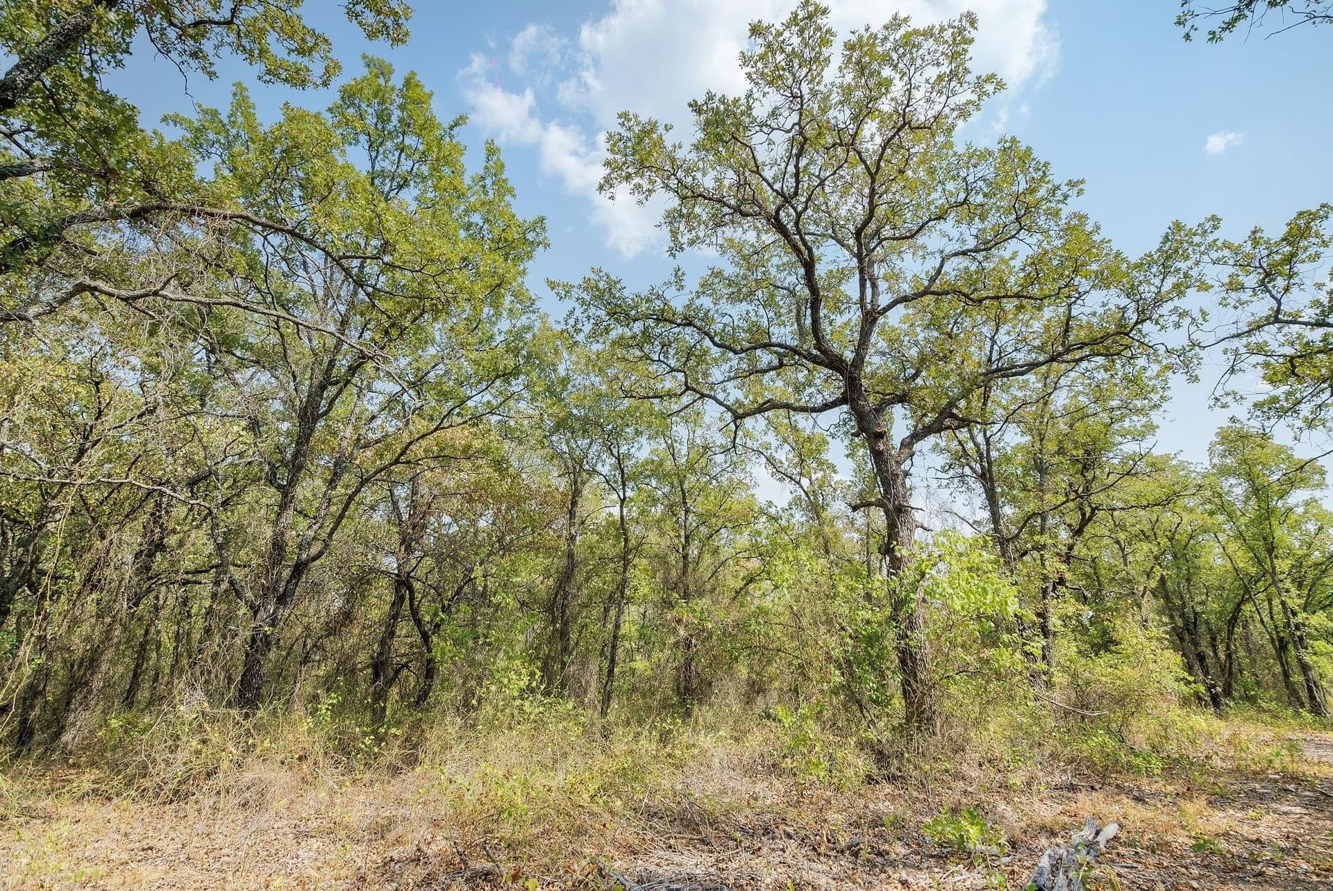 15 acres in Jack County - photo 10