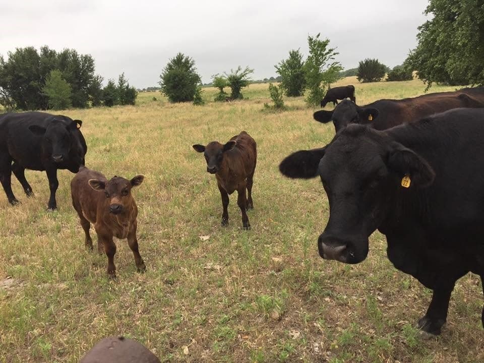 120 acres in Erath County - photo 6