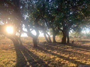 100 acres in Concho County gallery image 2