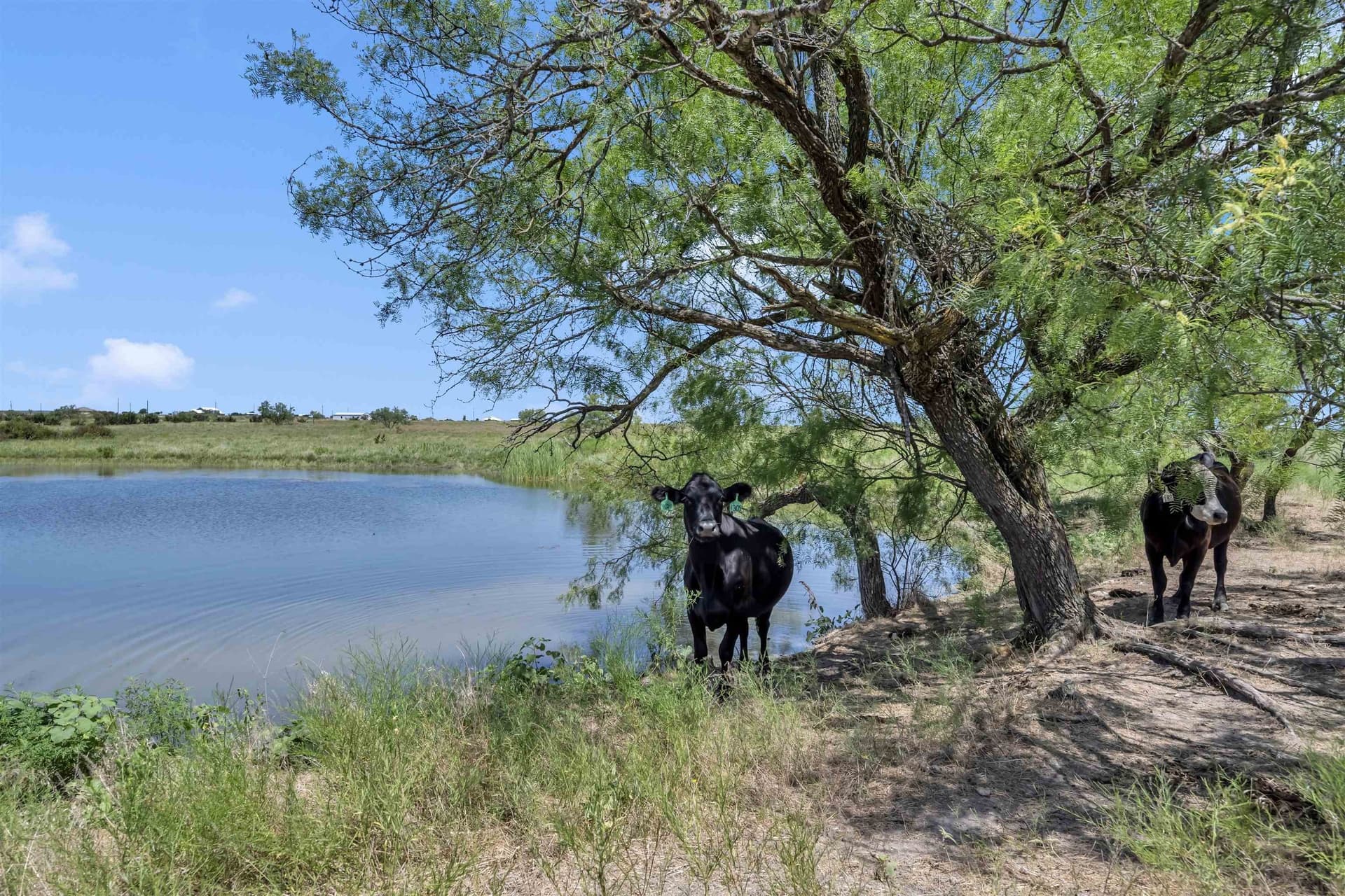 67 acres in Burnet County gallery image 3