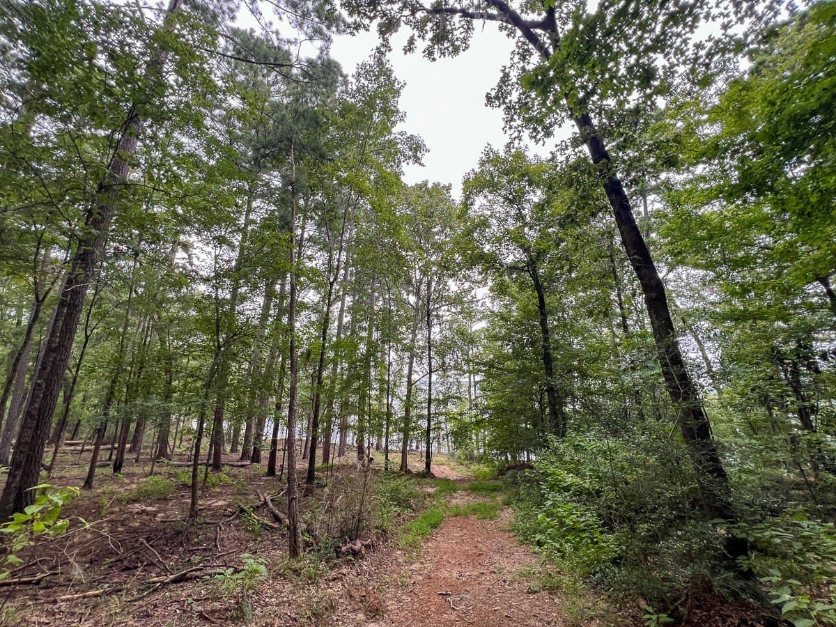 14 acres in Sabine (TX) County - photo 11