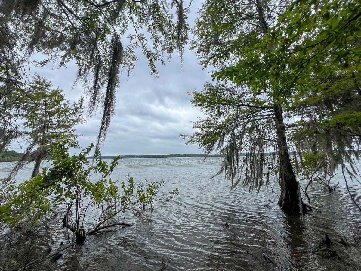 14 acres in Sabine (TX) County - photo 3