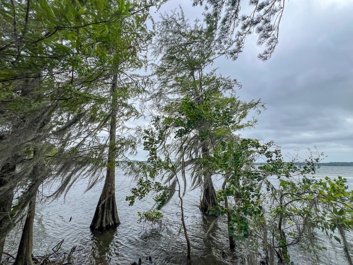 14 acres in Sabine (TX) County - photo 14