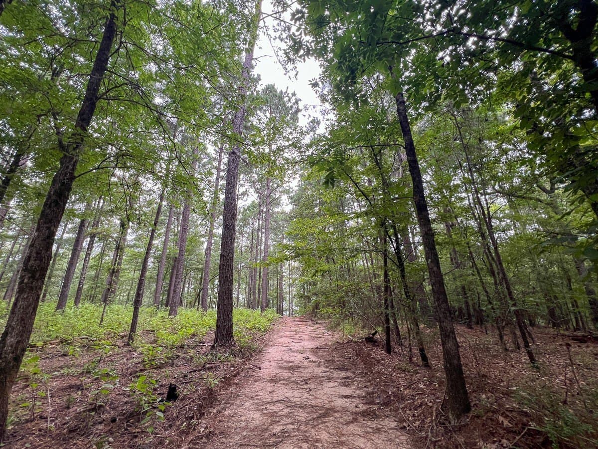 14 acres in Sabine (TX) County - photo 9
