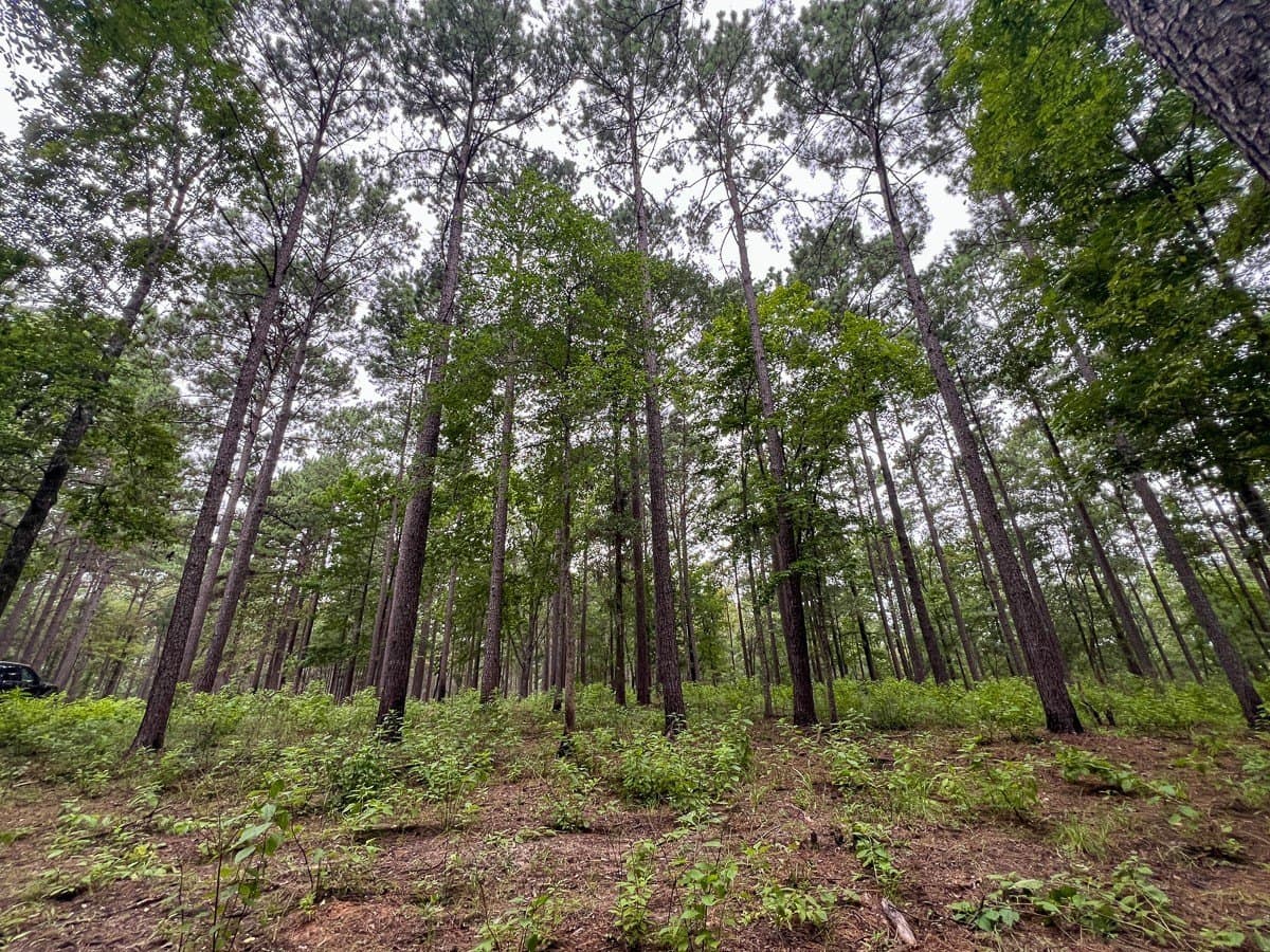 14 acres in Sabine (TX) County - photo 19