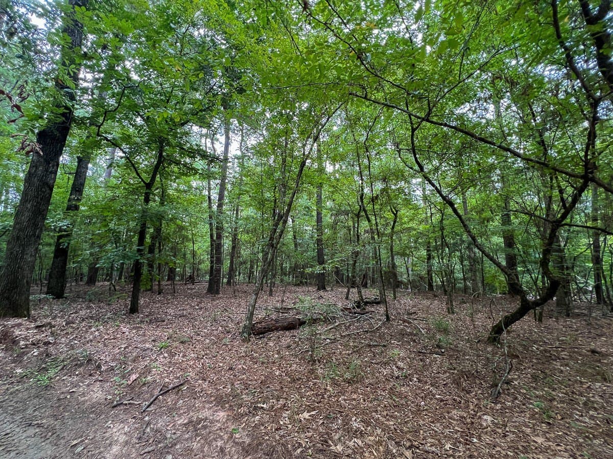 14 acres in Sabine (TX) County - photo 8
