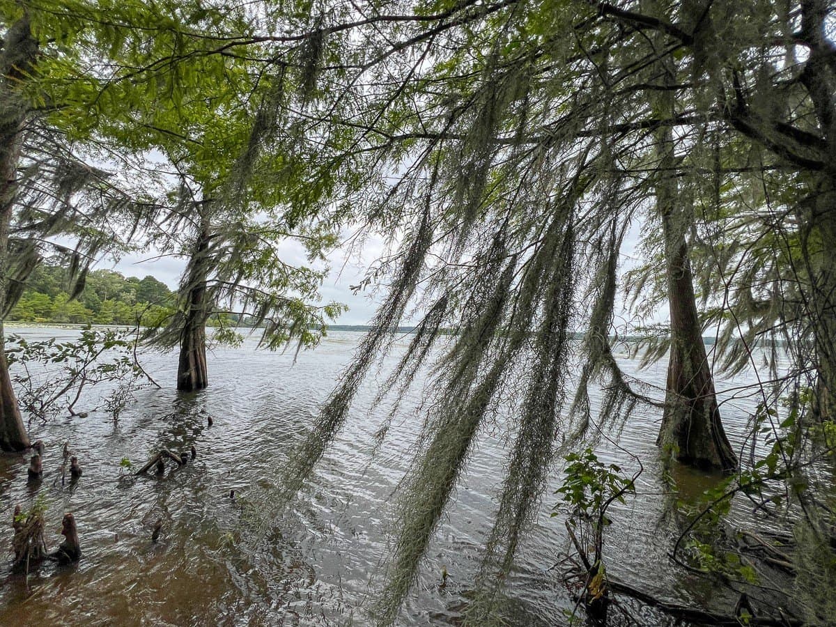 14 acres in Sabine (TX) County - photo 17