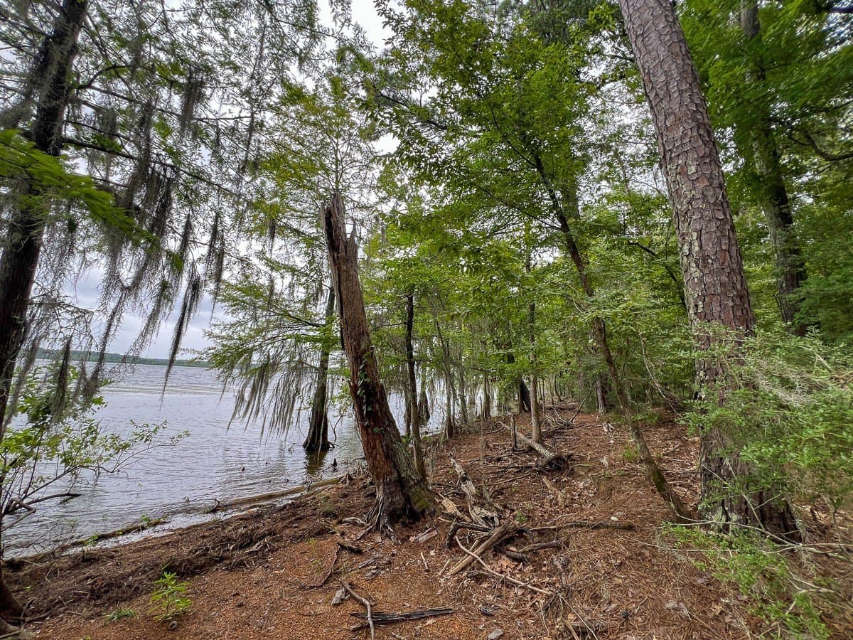 14 acres in Sabine (TX) County - photo 20