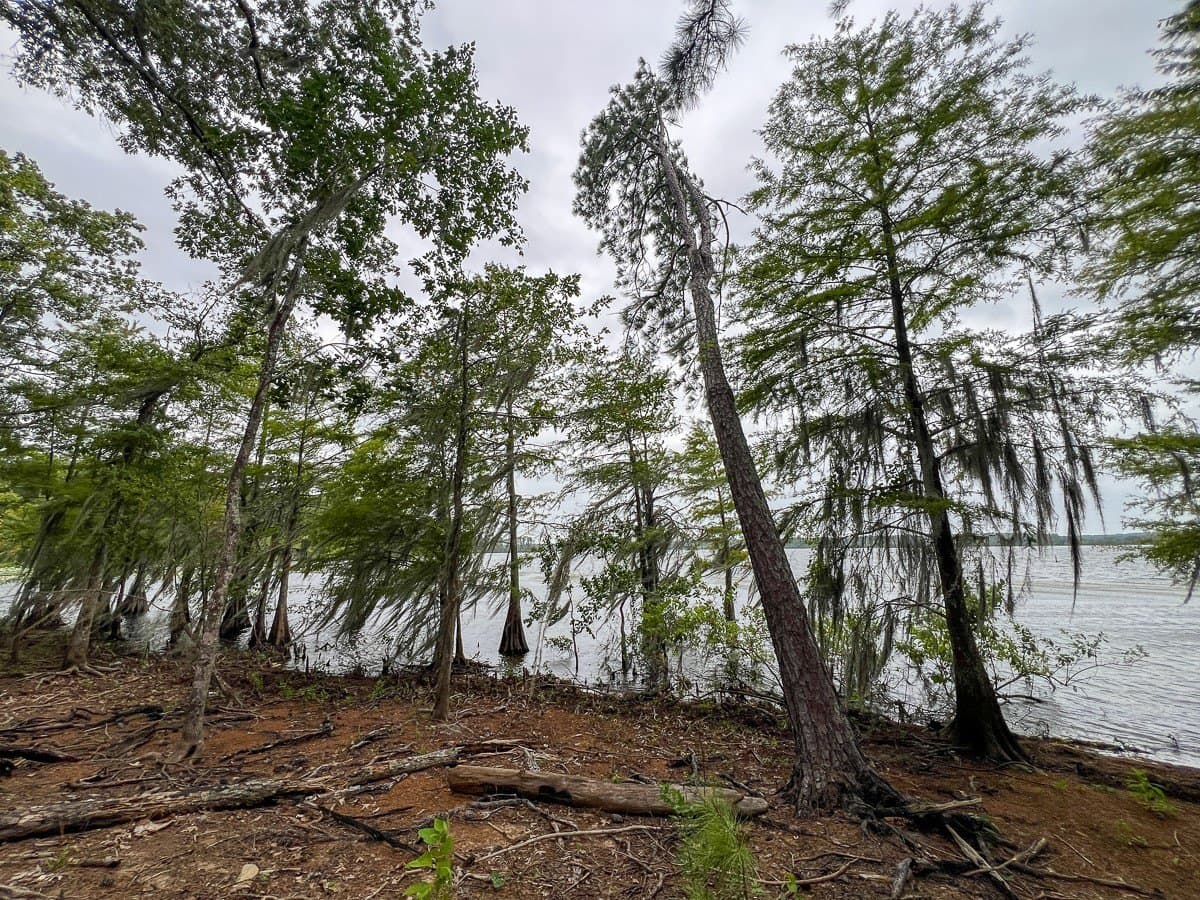 14 acres in Sabine (TX) County - photo 7