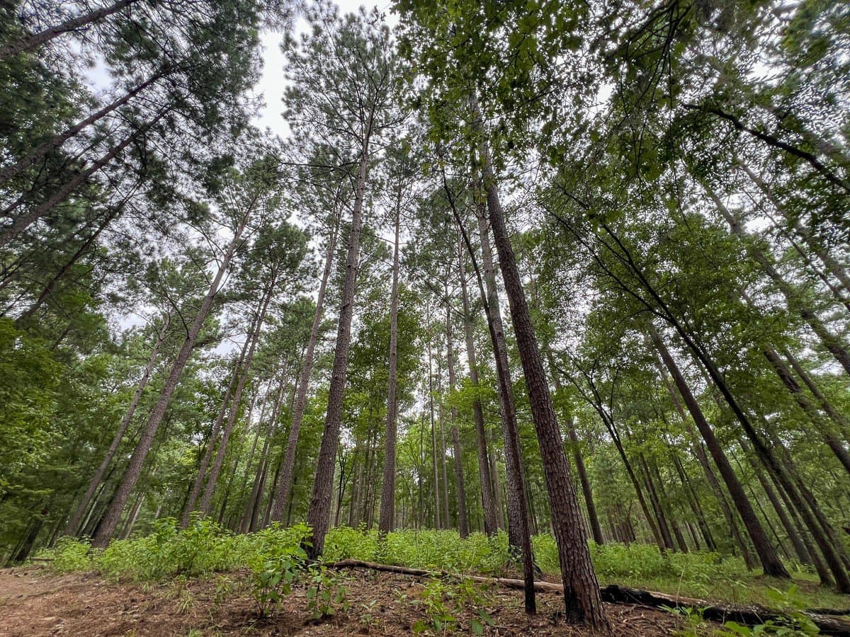 14 acres in Sabine (TX) County - photo 13