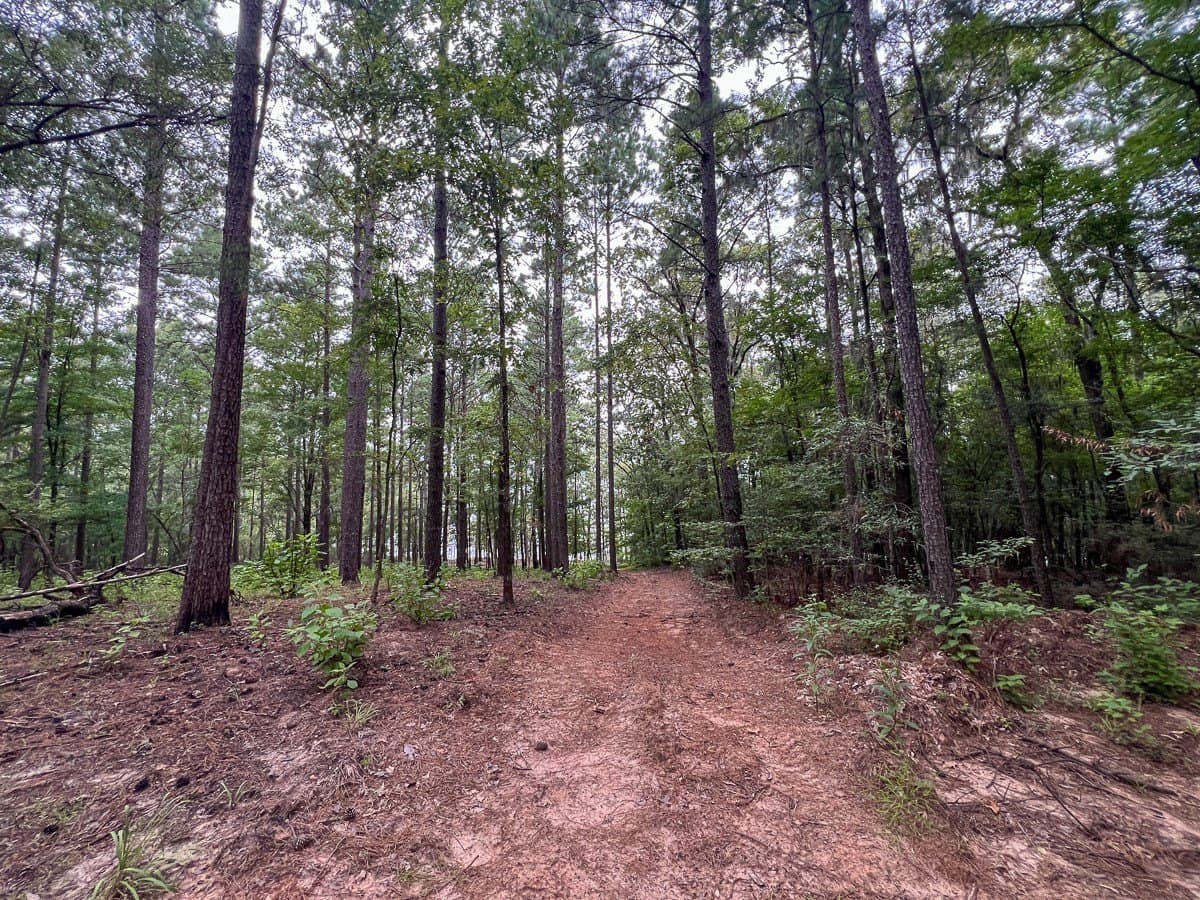 14 acres in Sabine (TX) County - photo 10