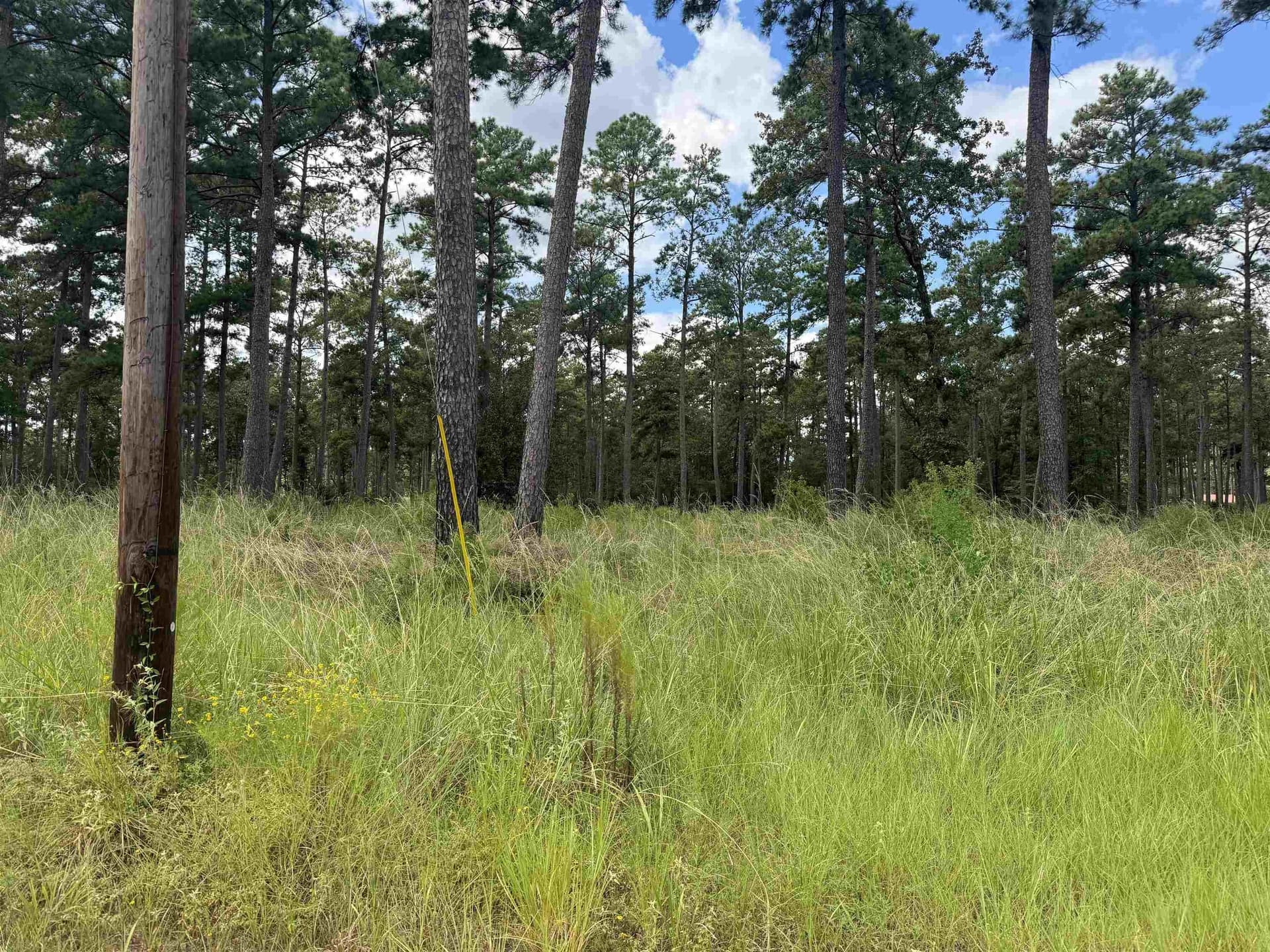 1 acres in Texas County gallery image 2