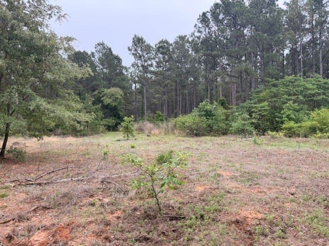 62.6 acres in Wood County - photo 17
