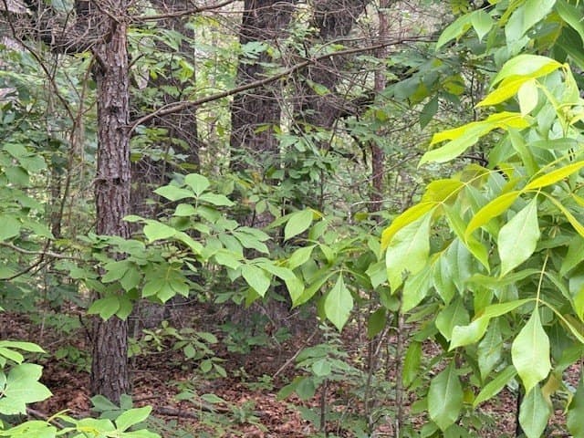 62.6 acres in Wood County - photo 15