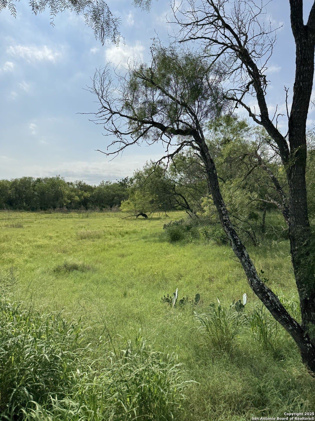 10.67 acres in Atascosa County gallery image 3