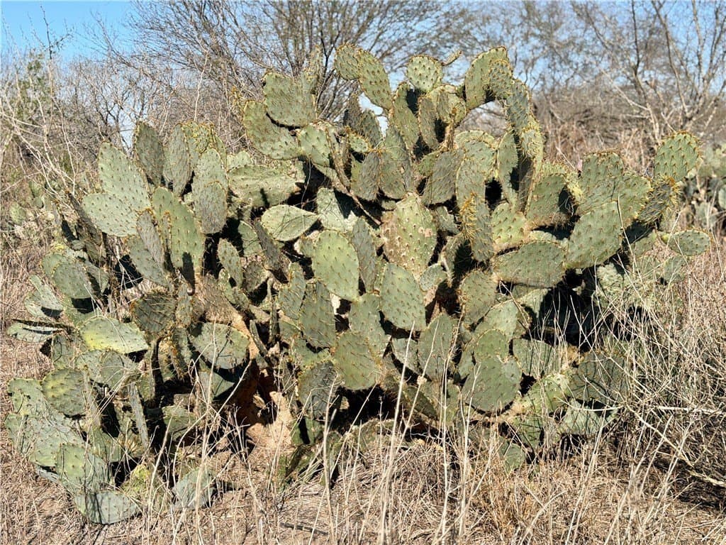 25 acres in Jim Wells County gallery image 2