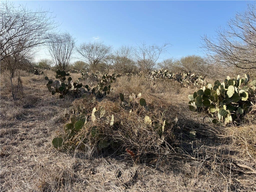 25 acres in Jim Wells County gallery image 4