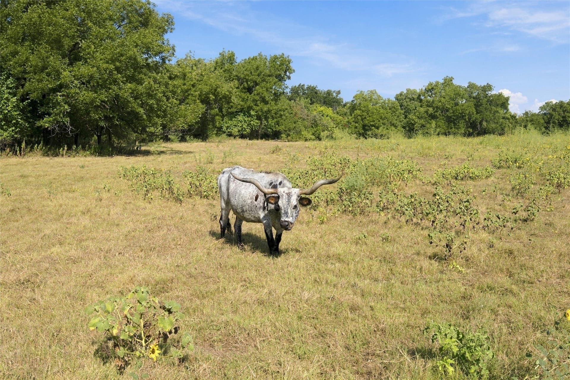 44 acres in Bosque County - photo 14