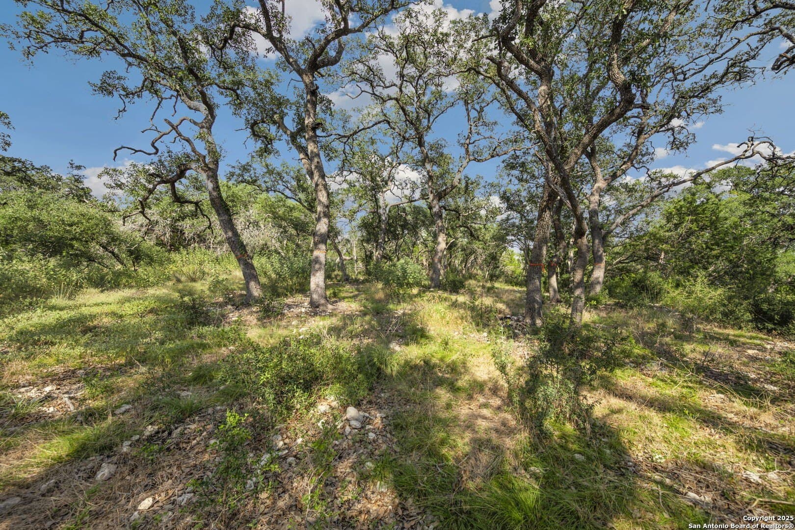 10.65 acres in Comal County gallery image 3