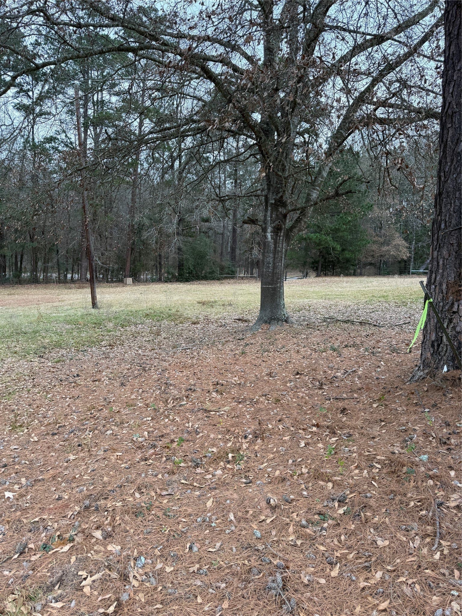 5.56 acres in Smith County gallery image 4