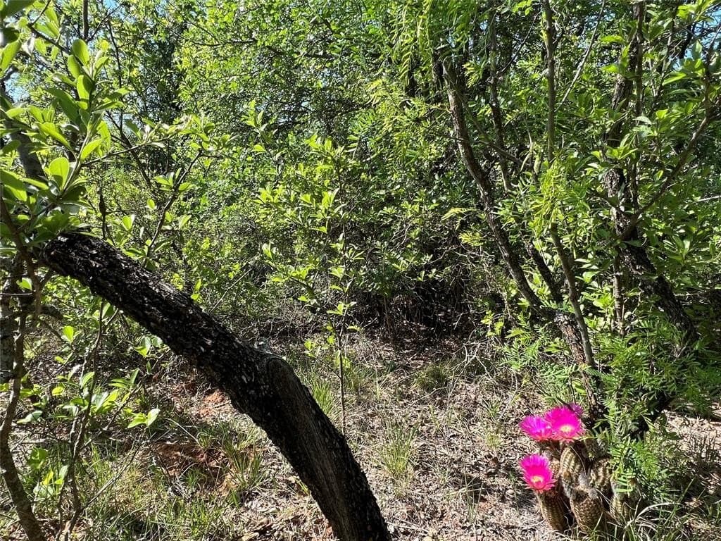 50 acres in Eastland County gallery image 4