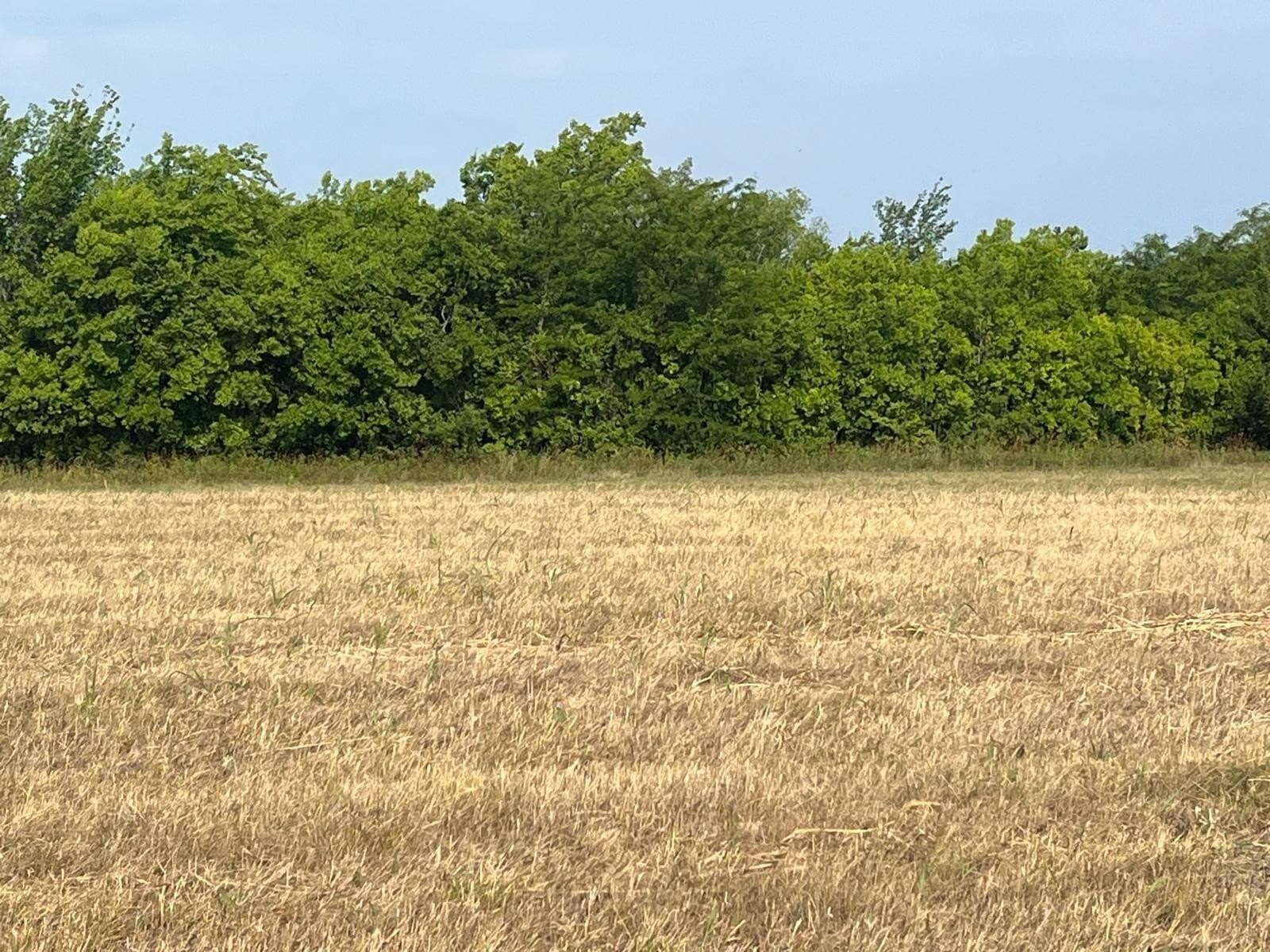 51.24 acres in Fannin County - photo 13