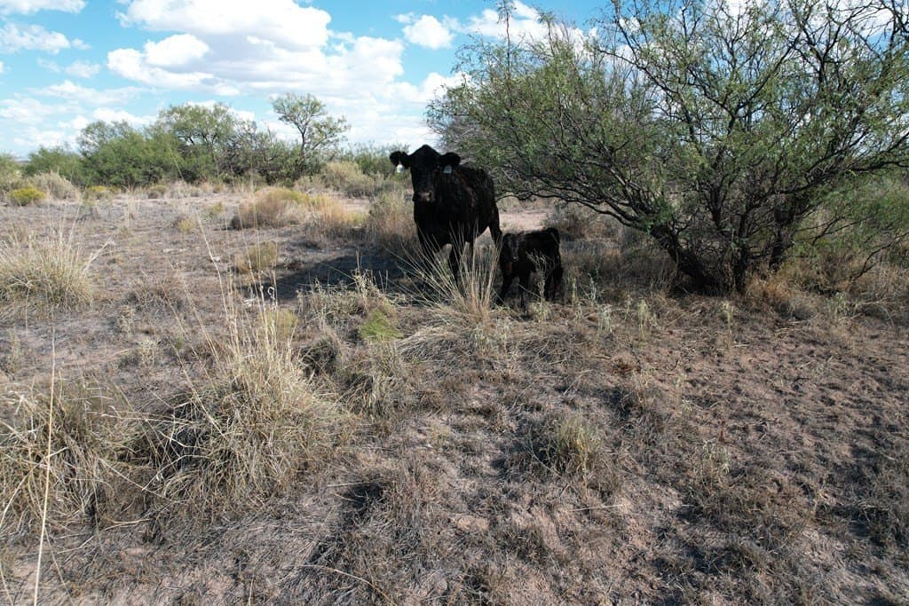 20 acres in Hudspeth County featured view
