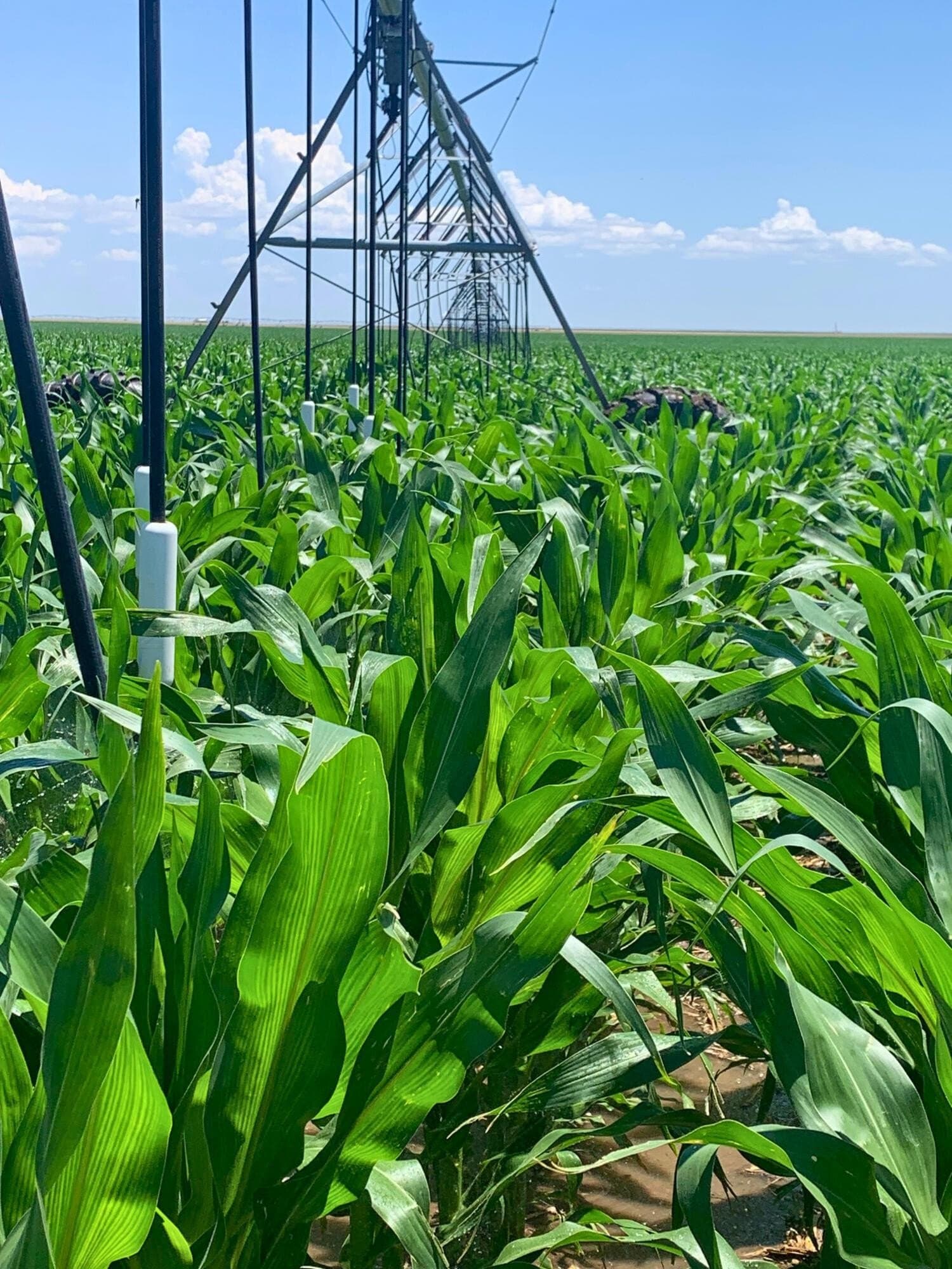 480 acres in Sherman County gallery image 3