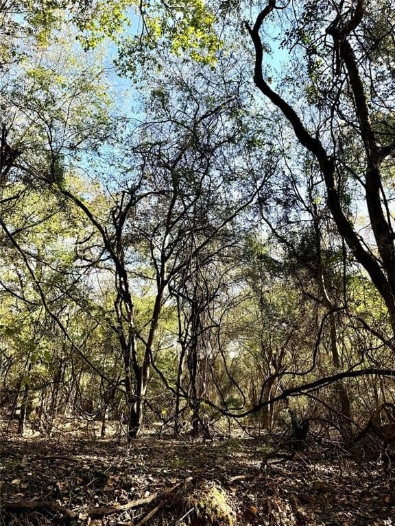 42.82 acres in Hopkins County gallery image 3