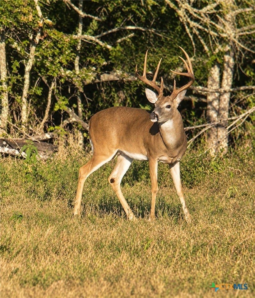 206.91 acres in Gonzales County - photo 29