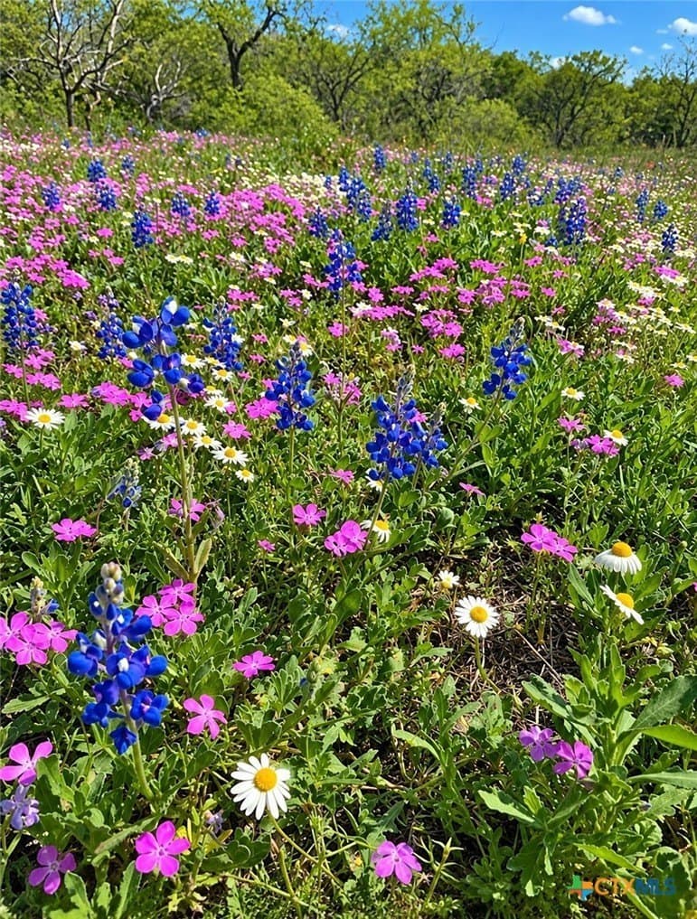 206.91 acres in Gonzales County - photo 31