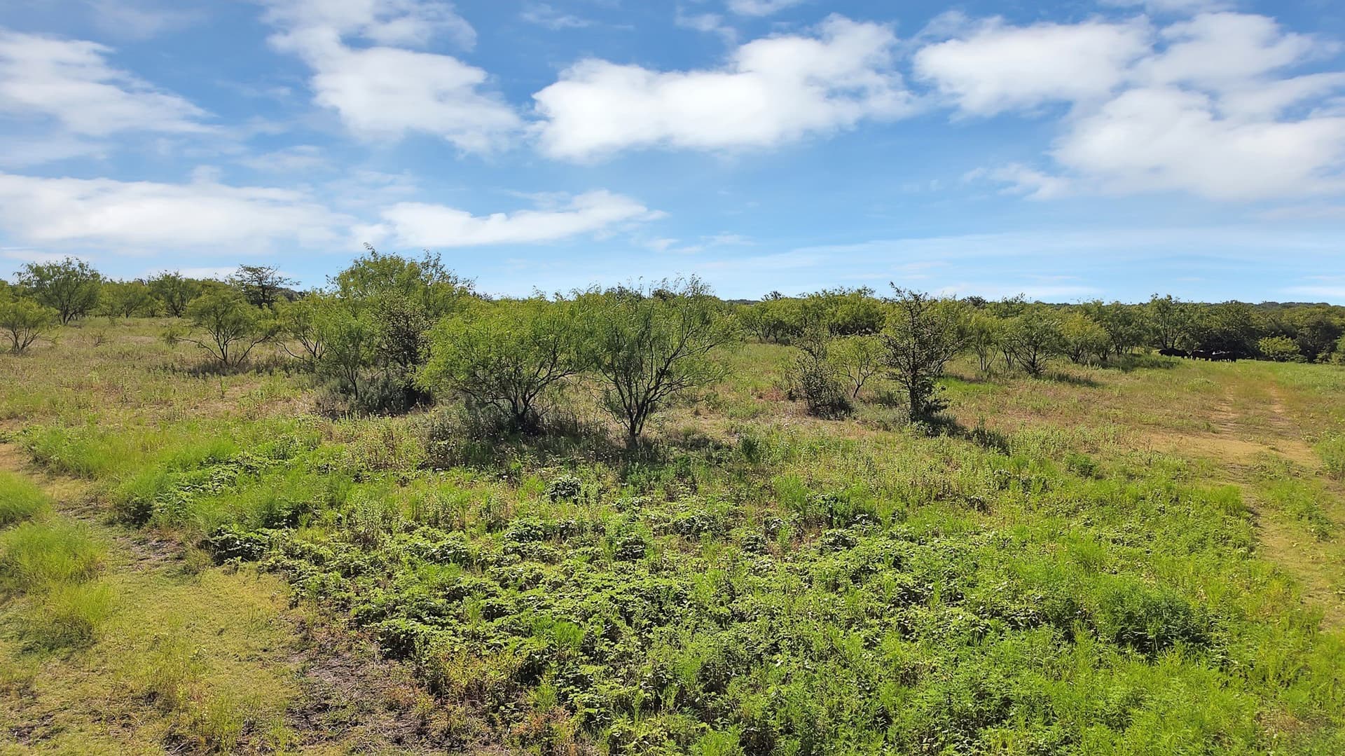 153 acres in Erath County - photo 9