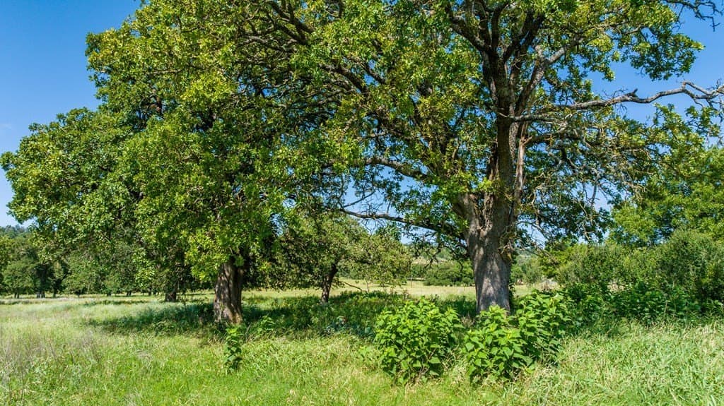 10.17 acres in Gillespie County - photo 12