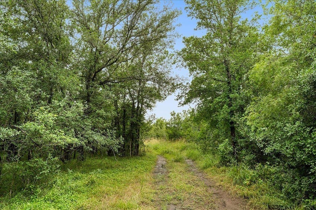 87.63 acres in Bastrop County - photo 11