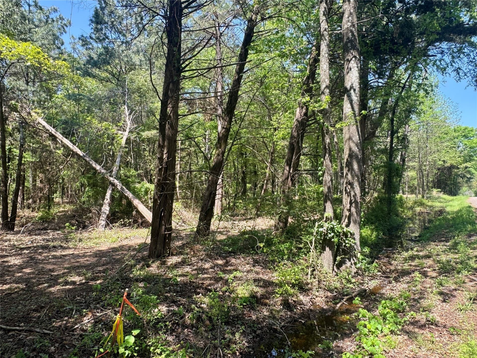 5.65 acres in Titus County - photo 18