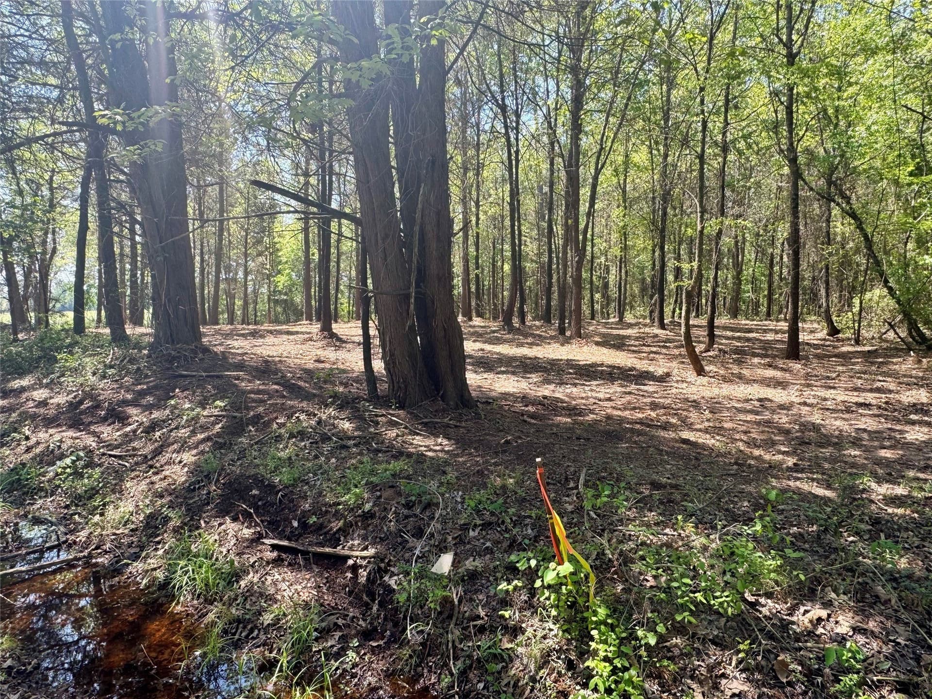5.65 acres in Titus County - photo 17
