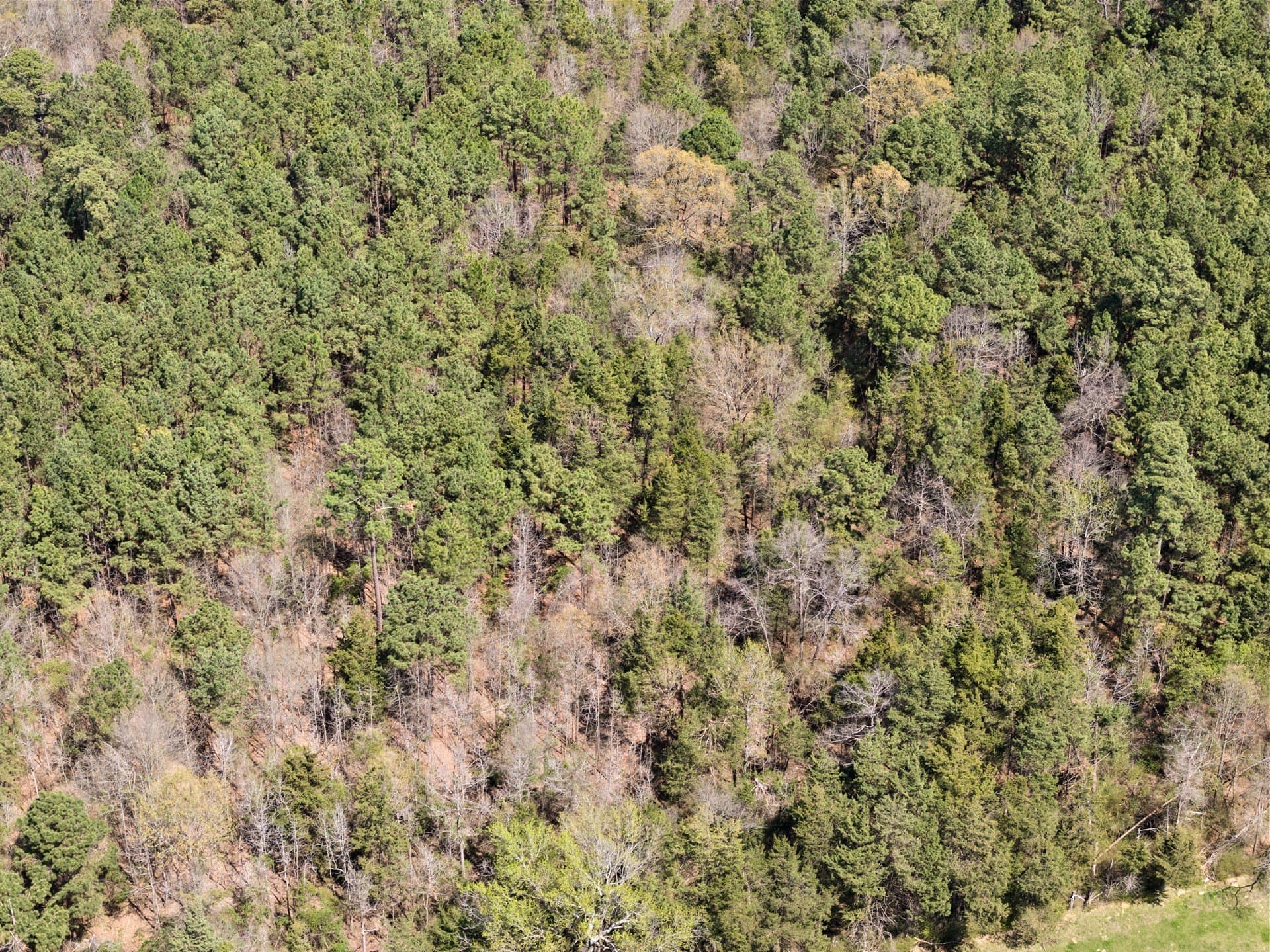 5.65 acres in Titus County - photo 6
