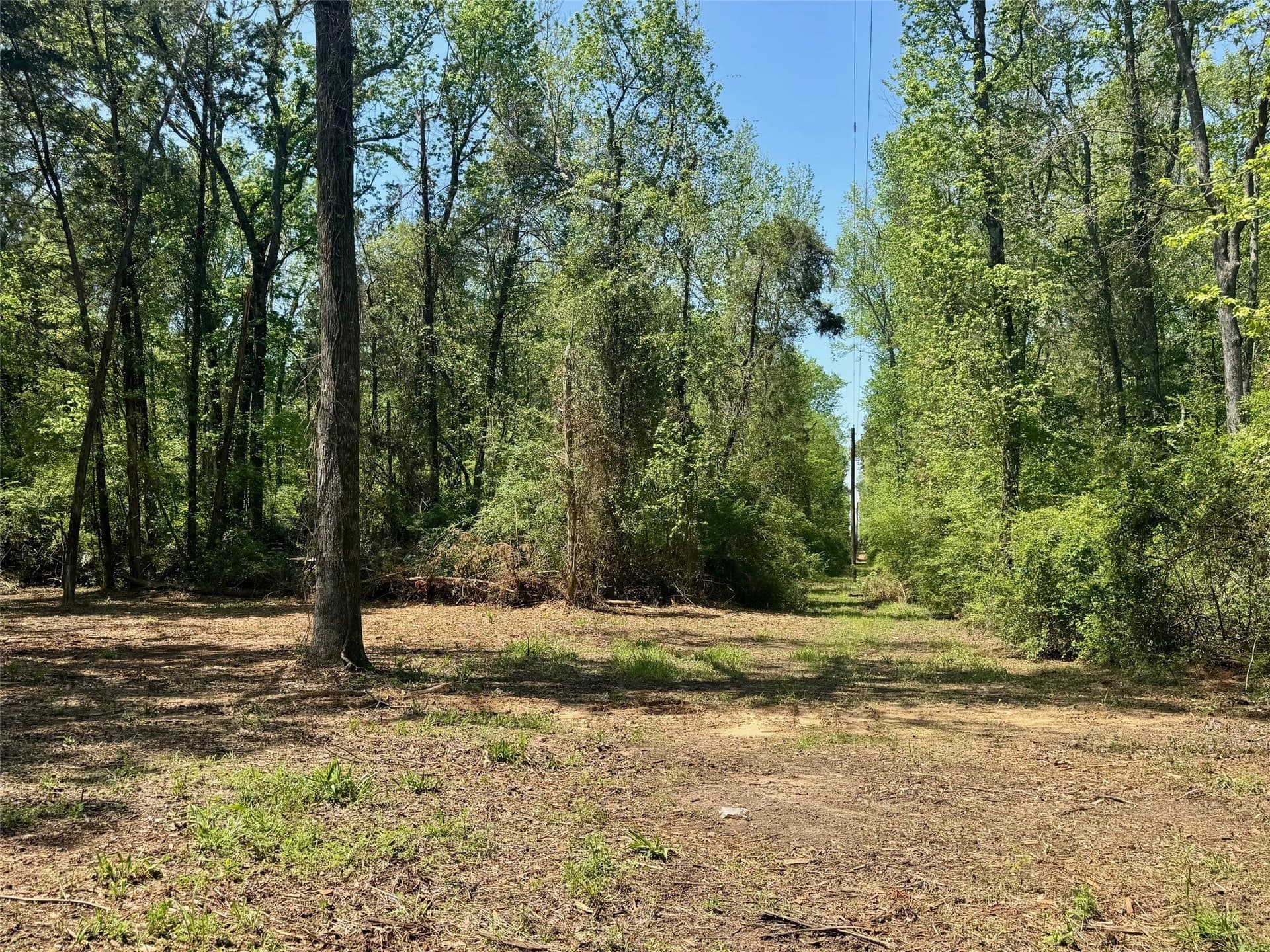 5.65 acres in Titus County - photo 13